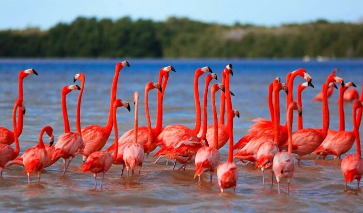 Tour a Celestún y conoce los flamencos rosados