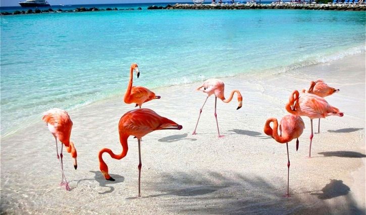 Flamingos cor de rosa em Celestun, Yucatan