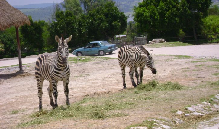 Cebras al aire libre en Africam Safari