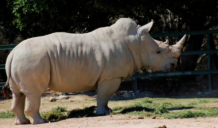 Rinoceronte en Africam Safari en Puebla