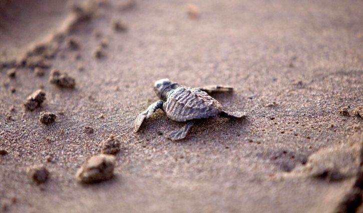 Liberando tortugas en la playa