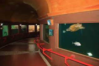 Vista interna del museo de la tortuga