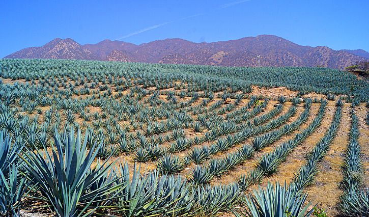 Campos de agave na rota da Tequila