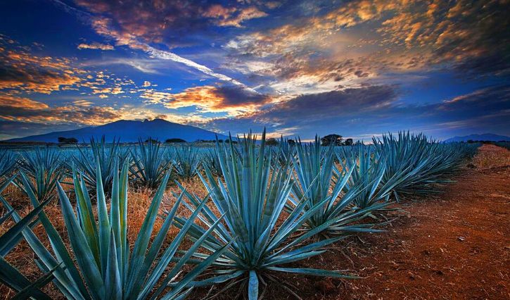 Vista do agave azul em Tequila, Jalisco