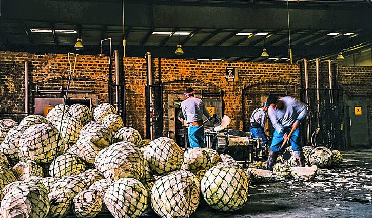 Abacaxis de agave para a produção de tequila