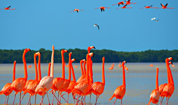 Vista de espécimes de flamingos cor de rosa
