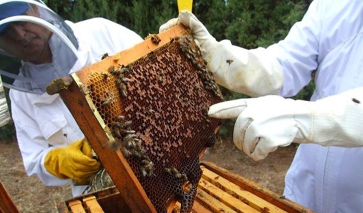 Proceso de la elaboración de la miel