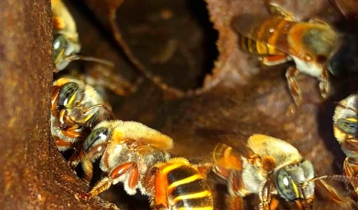 Miel de la abeja melipona