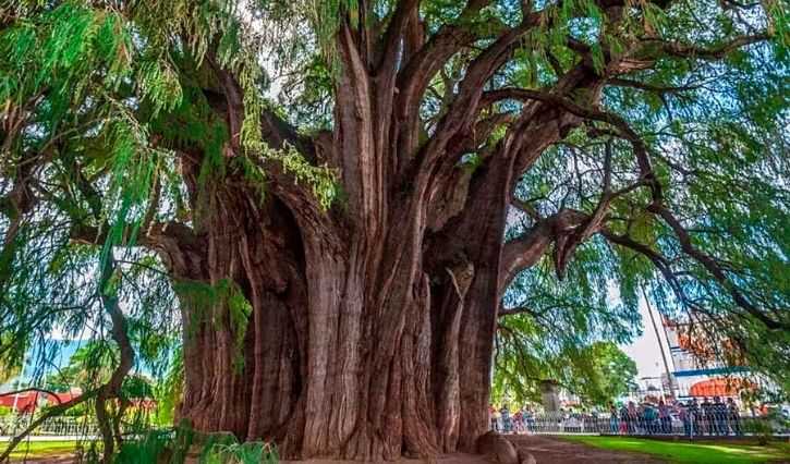 El árbol milenario más grande del mundo