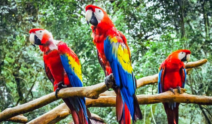 Avistamiento de guacamayas