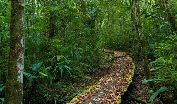 Sendero en la selva para la caminata