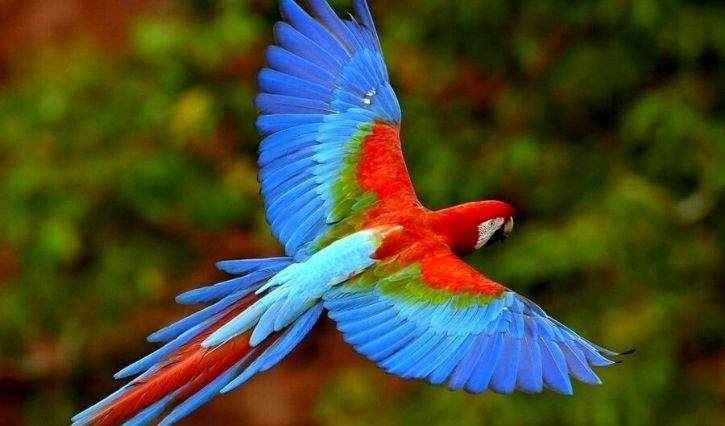 Vista de una guacamaya en vuelo en los Aluxes