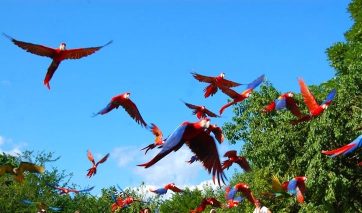 Parvada de guacamayas en el ciel